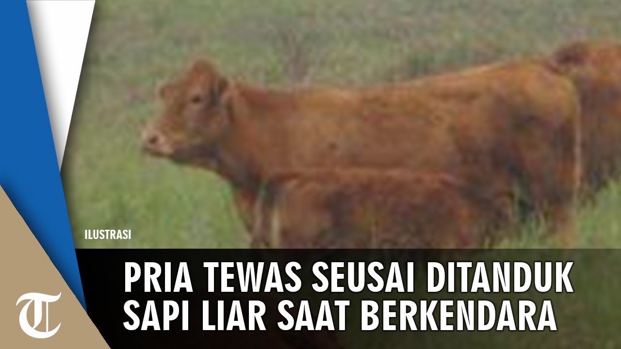 Detail Gambar Ditanduk Sapi Gambar Lucu Nomer 11