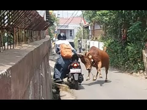 Detail Gambar Ditanduk Sapi Gambar Lucu Nomer 32