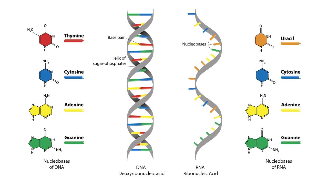 Detail Gambar Dna Dan Rna Nomer 2