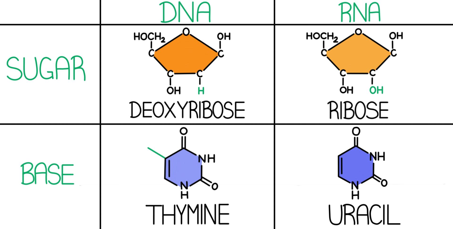 Detail Gambar Dna Dan Rna Nomer 24