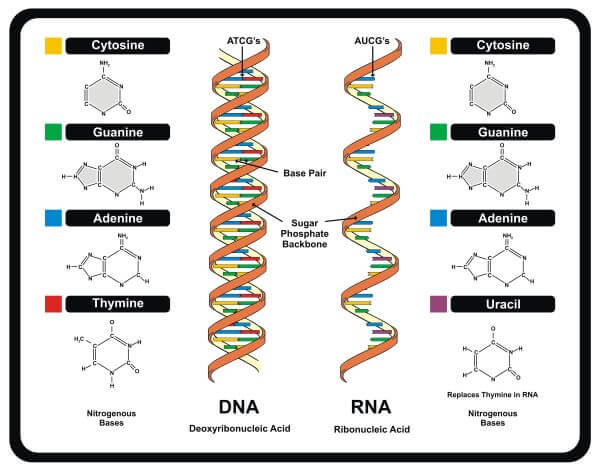 Detail Gambar Dna Dan Rna Nomer 26