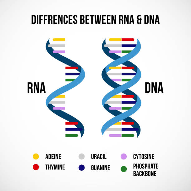 Detail Gambar Dna Dan Rna Nomer 27