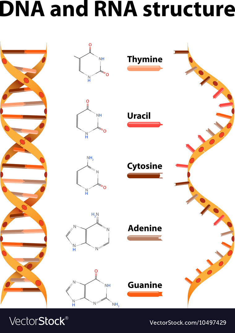 Detail Gambar Dna Dan Rna Nomer 28