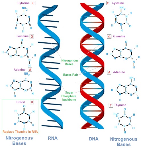 Detail Gambar Dna Dan Rna Nomer 33