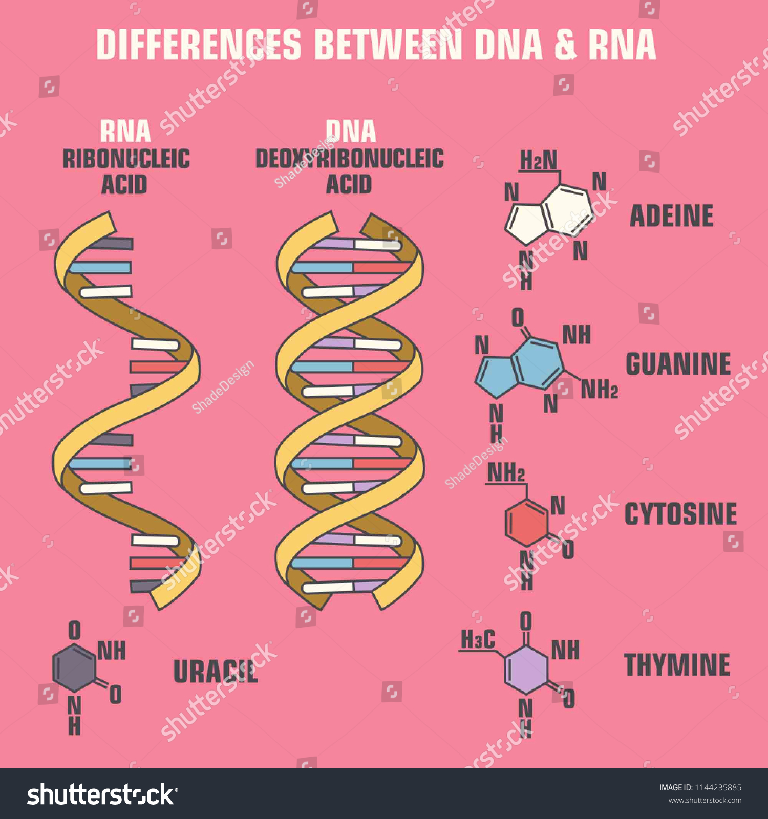 Detail Gambar Dna Dan Rna Nomer 38