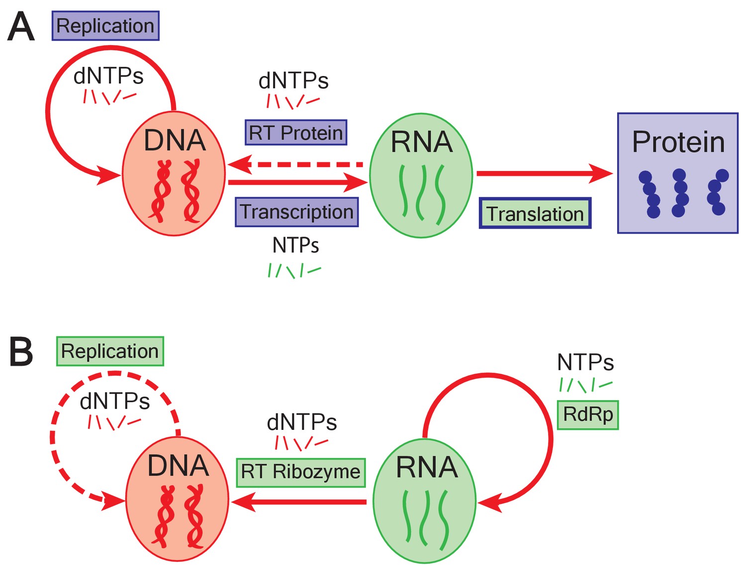 Detail Gambar Dna Dan Rna Nomer 48