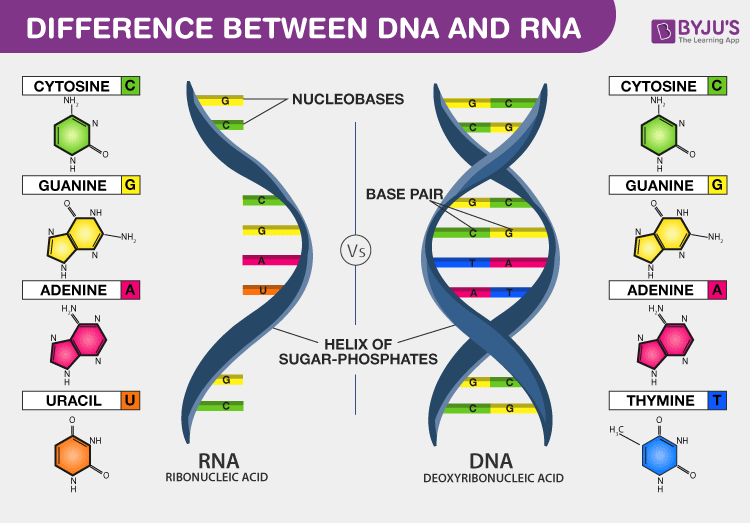 Detail Gambar Dna Dan Rna Nomer 7