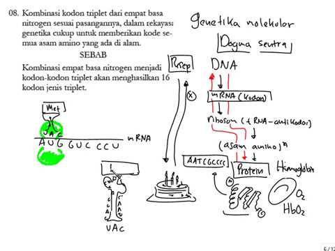 Detail Gambar Dogma Sentral Genetika Molekuler Nomer 2