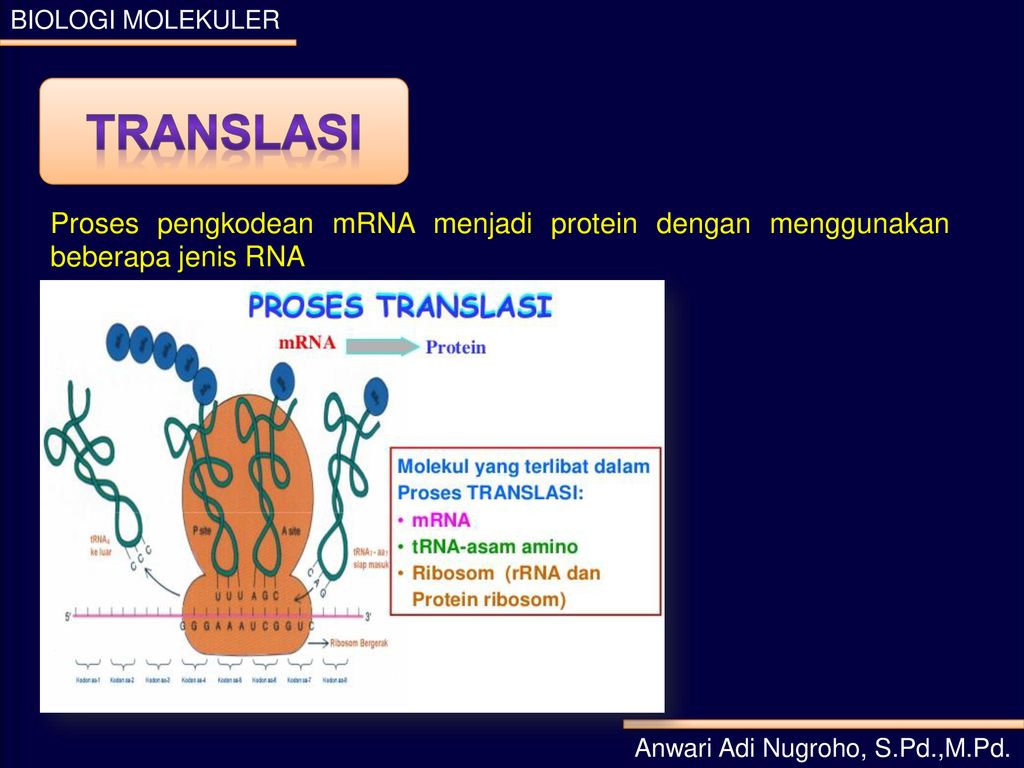 Detail Gambar Dogma Sentral Genetika Molekuler Nomer 6