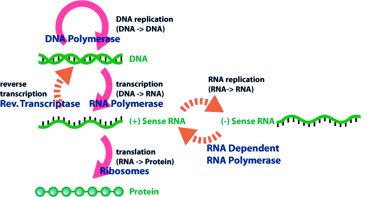 Detail Gambar Dogma Sentral Genetika Molekuler Nomer 21