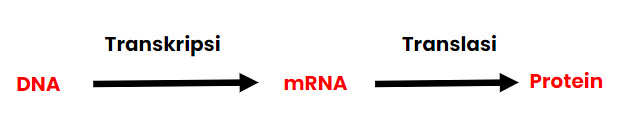 Detail Gambar Dogma Sentral Genetika Molekuler Nomer 24