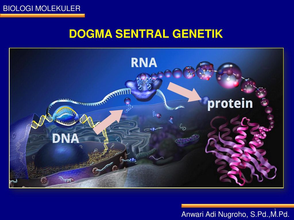 Detail Gambar Dogma Sentral Genetika Molekuler Nomer 5