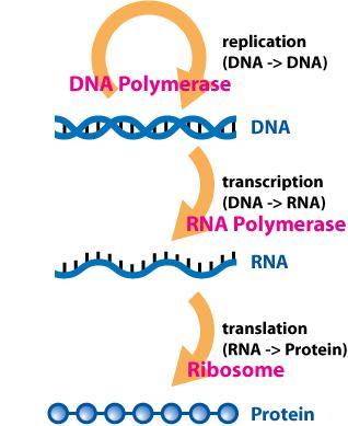 Detail Gambar Dogma Sentral Genetika Molekuler Nomer 31