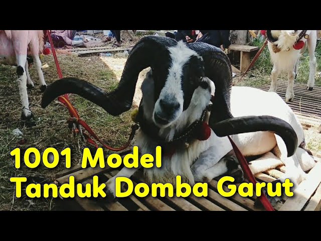 Detail Gambar Domba Garut Tanduk Panjang Nomer 15