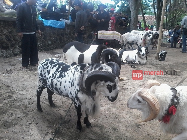 Detail Gambar Domba Garut Tanduk Panjang Nomer 24