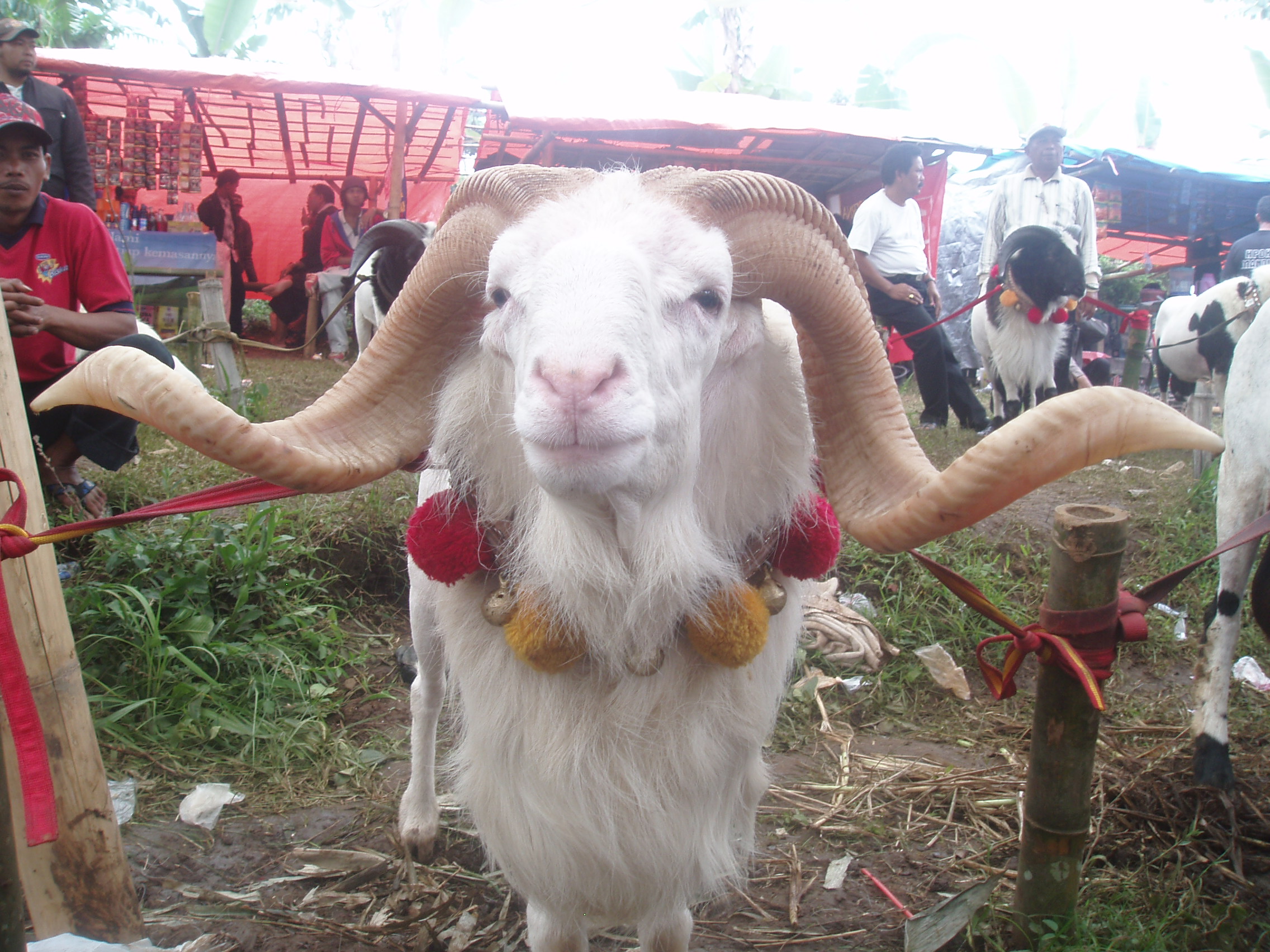 Detail Gambar Domba Garut Tanduk Panjang Nomer 26