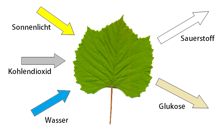 Fotosynthese Blatt - KibrisPDR