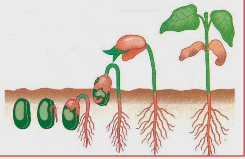 Gambar Dormansi Gambar Dormansi Pada Biji - KibrisPDR