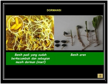 Detail Gambar Dormansi Gambar Dormansi Pada Biji Nomer 2