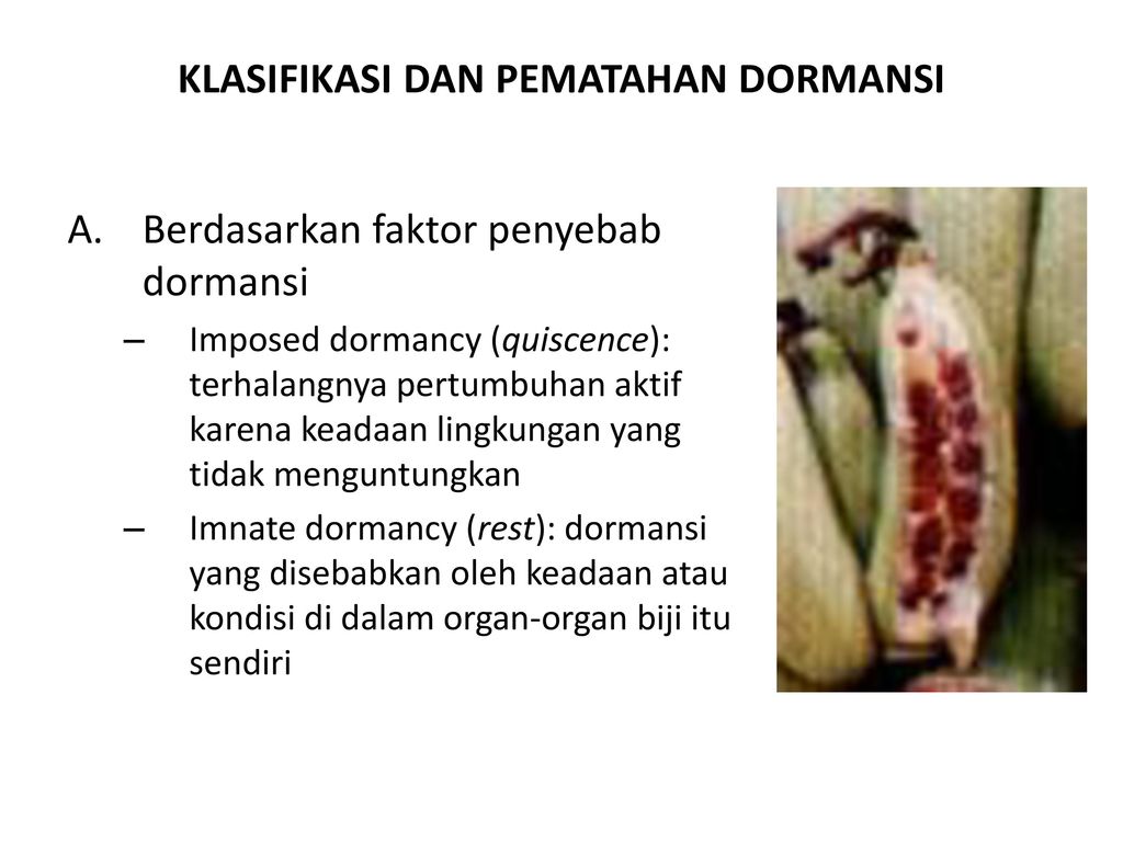 Detail Gambar Dormansi Gambar Dormansi Pada Biji Nomer 12