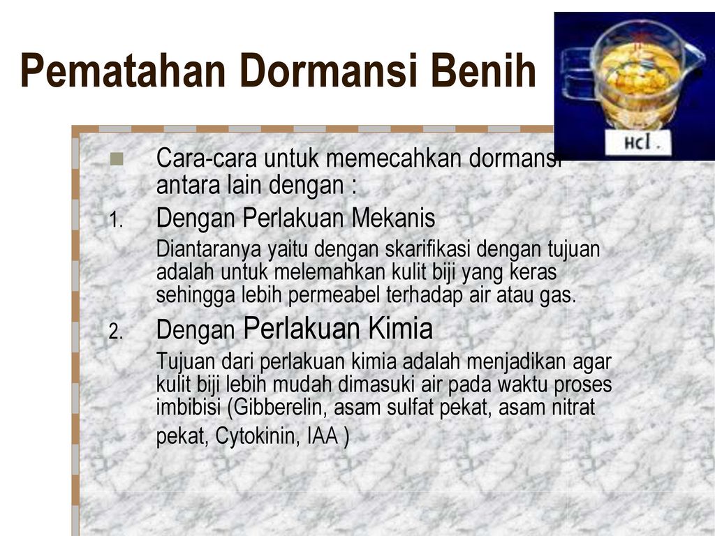 Detail Gambar Dormansi Gambar Dormansi Pada Biji Nomer 20