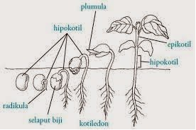 Detail Gambar Dormansi Gambar Dormansi Pada Biji Nomer 5