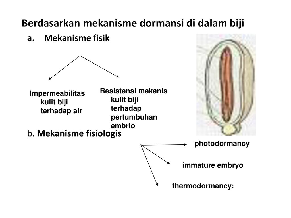 Detail Gambar Dormansi Gambar Dormansi Pada Biji Nomer 8