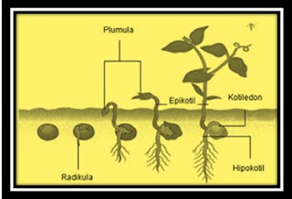 Detail Gambar Dormansi Gambar Proses Perkecambahan Nomer 43