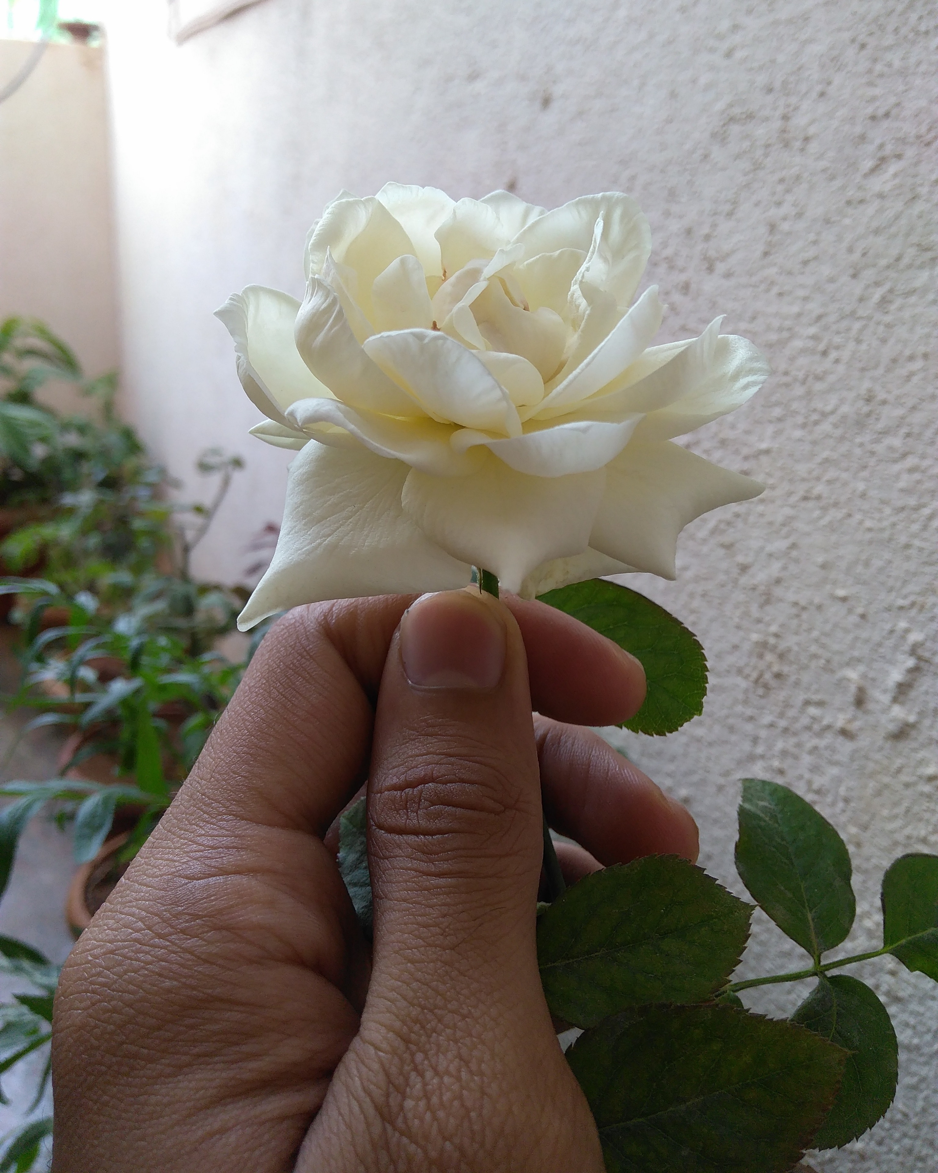 Detail Gambar Dp Bunga Mawar Putih Nomer 24