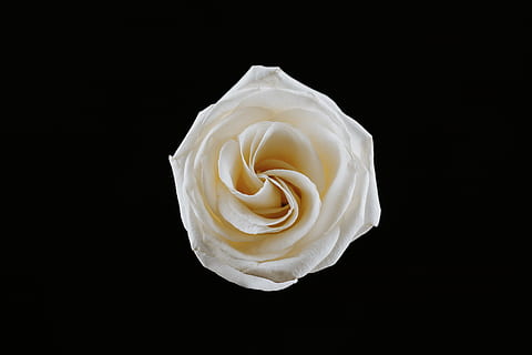 Detail Gambar Dp Bunga Mawar Putih Nomer 50