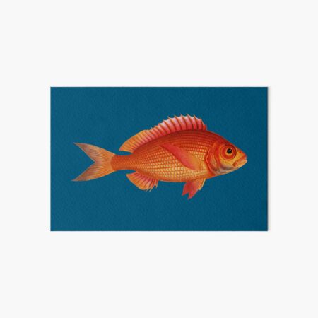 Detail Goldfisch Malen Nomer 9
