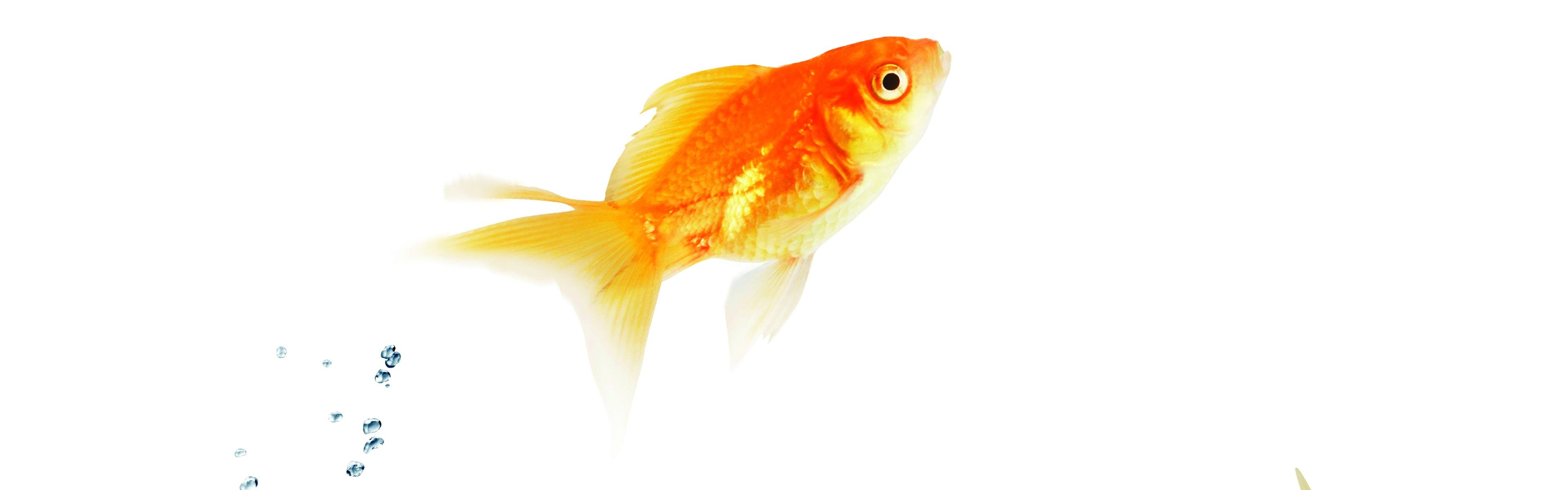 Detail Goldfisch Malen Nomer 14