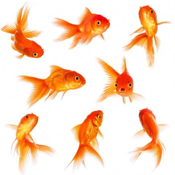 Detail Goldfisch Malen Nomer 15