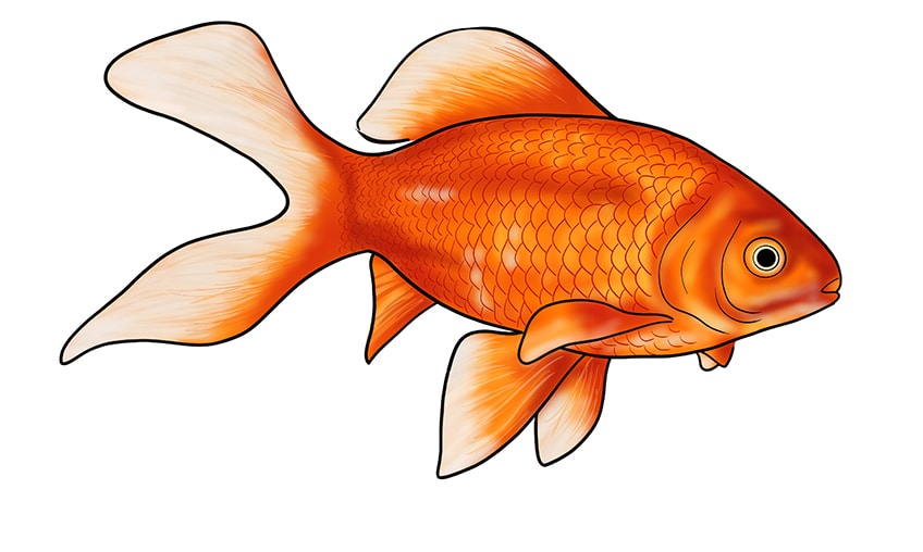 Detail Goldfisch Malen Nomer 2