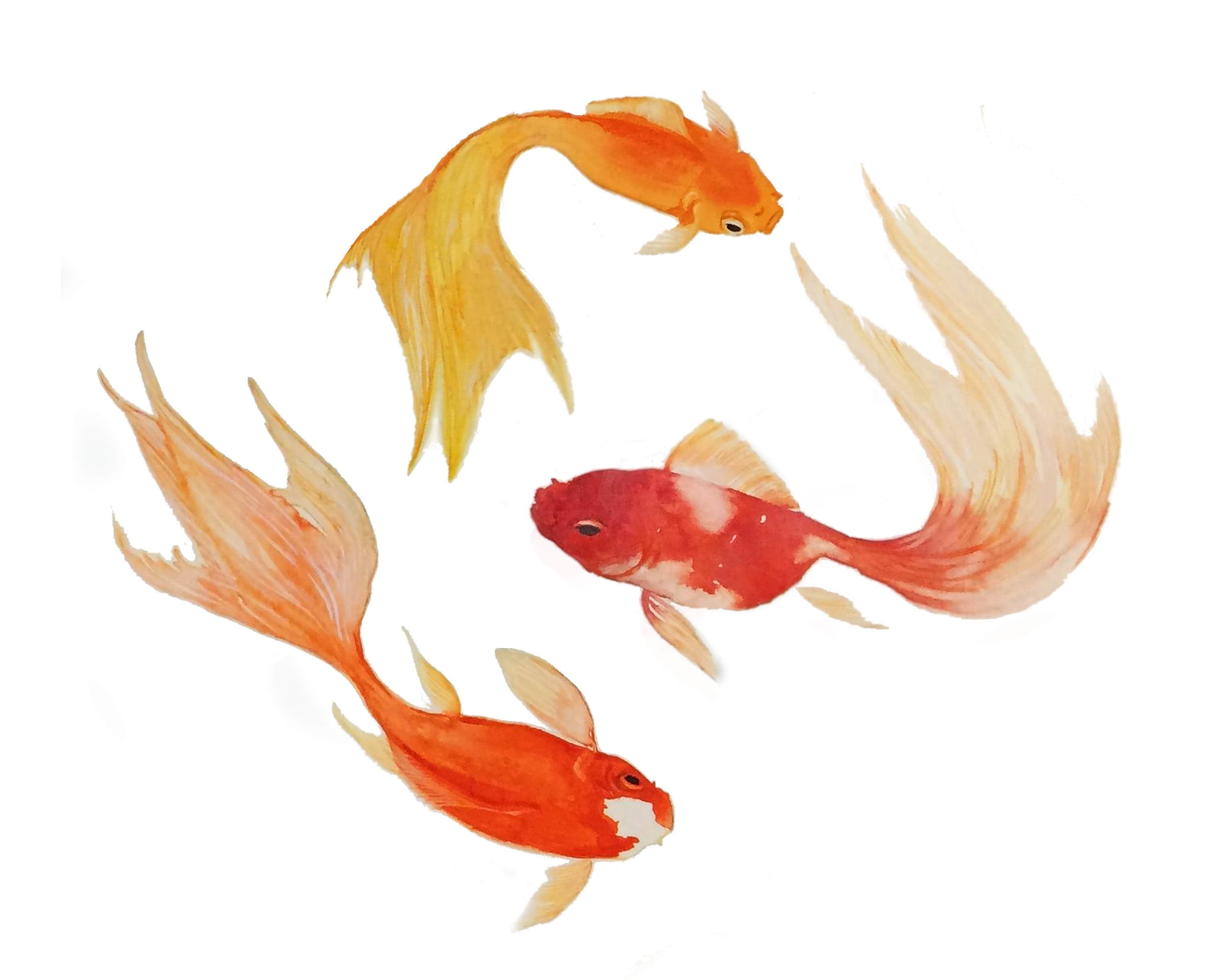 Detail Goldfisch Malen Nomer 4