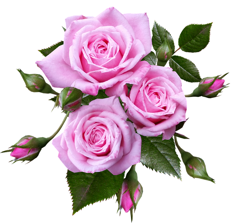 Rosa Blumen Garten - KibrisPDR