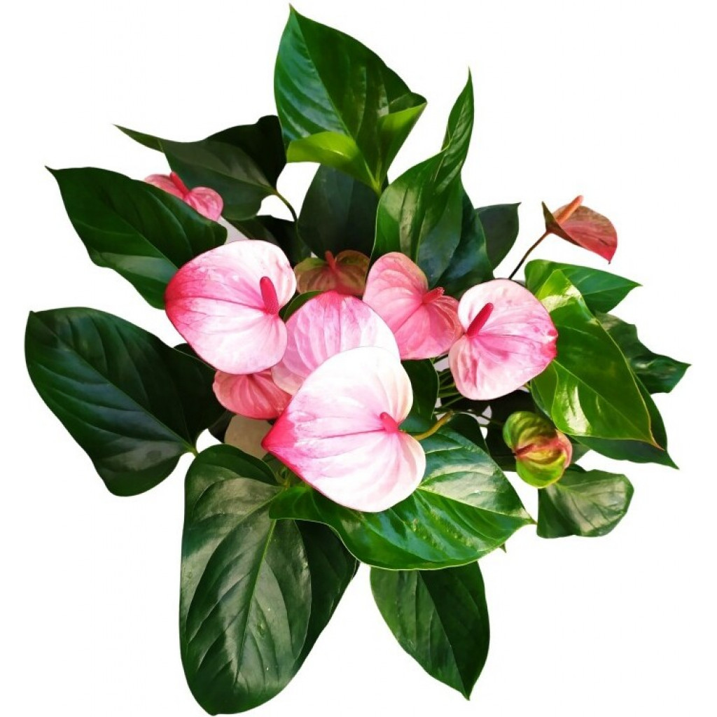 Detail Rosa Blumen Garten Nomer 4