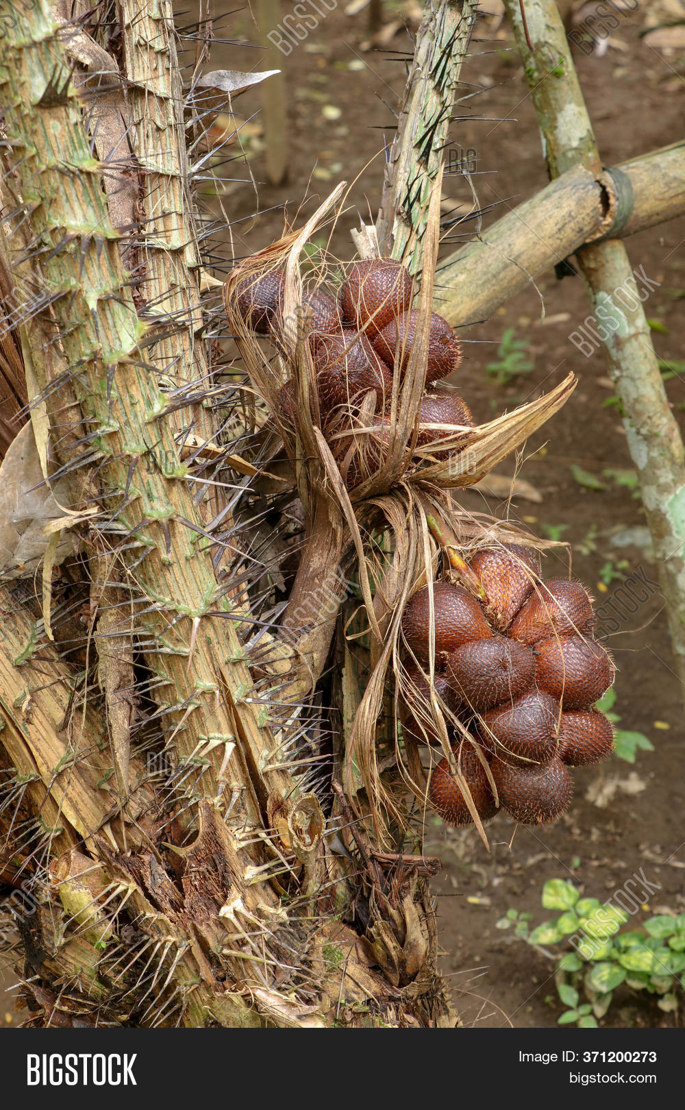 Detail Gambar Duri Salak Nomer 21