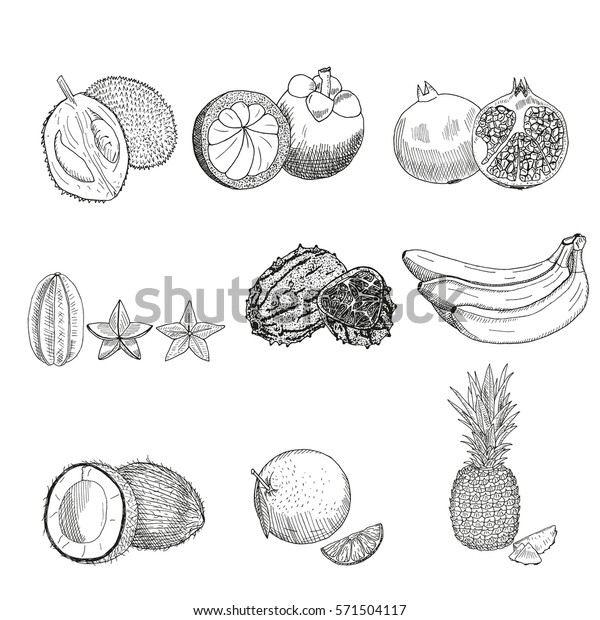 Detail Gambar Durian Hitam Putih Nomer 35