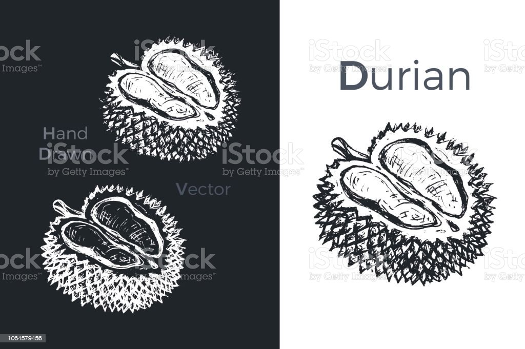 Detail Gambar Durian Hitam Putih Nomer 39