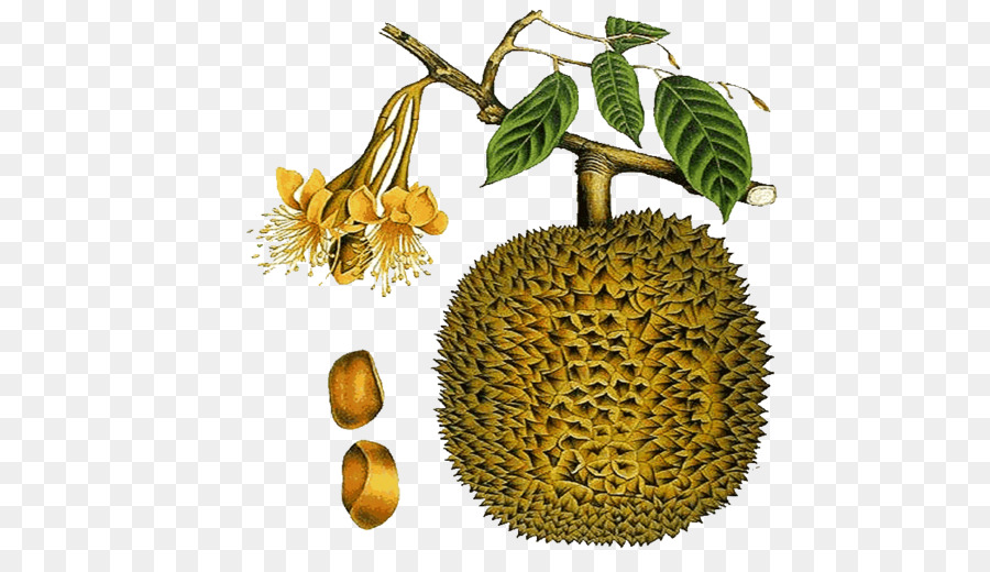 Detail Gambar Durian Hitam Putih Nomer 40