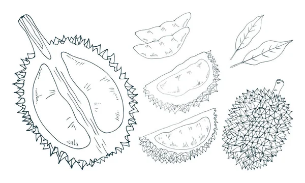 Detail Gambar Durian Hitam Putih Nomer 48