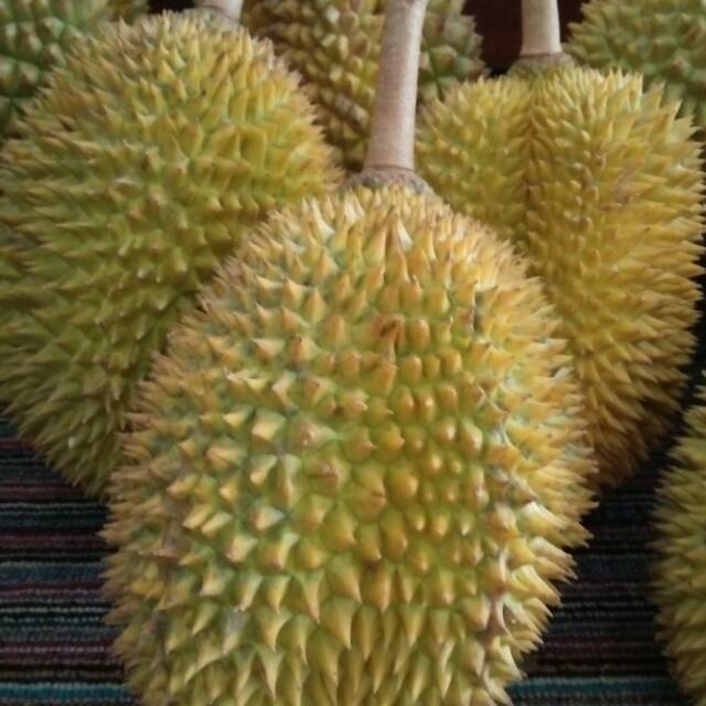 Gambar Durian Lokal - KibrisPDR