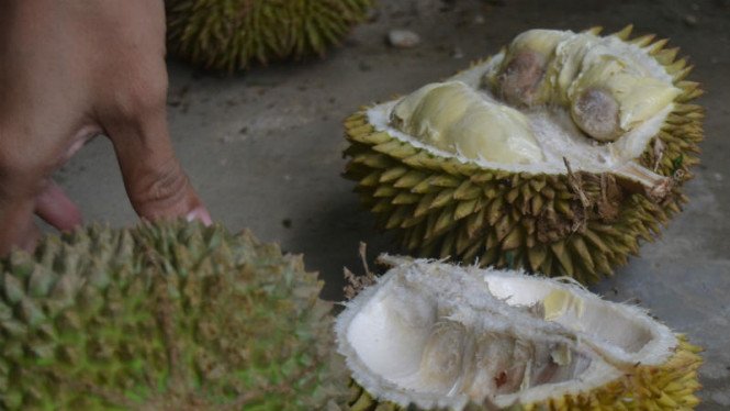 Detail Gambar Durian Lokal Nomer 8