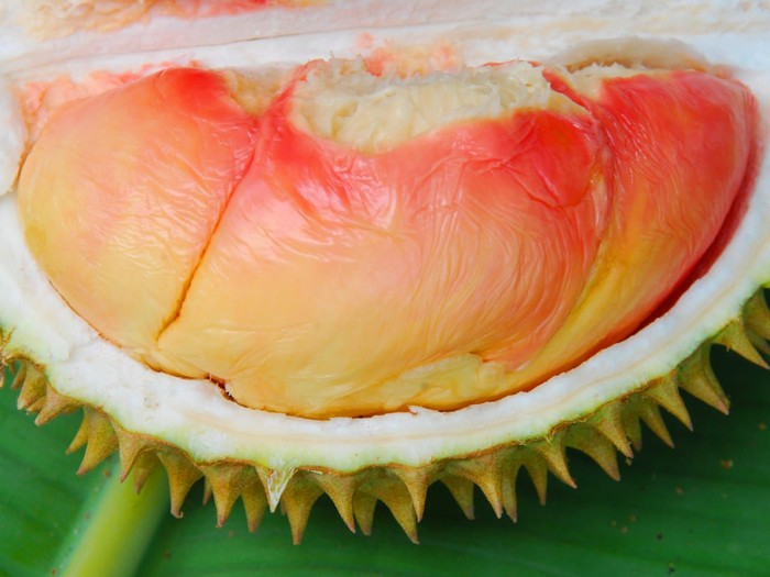 Detail Gambar Durian Lokal Nomer 10