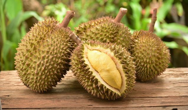 Detail Gambar Durian Lokal Nomer 12