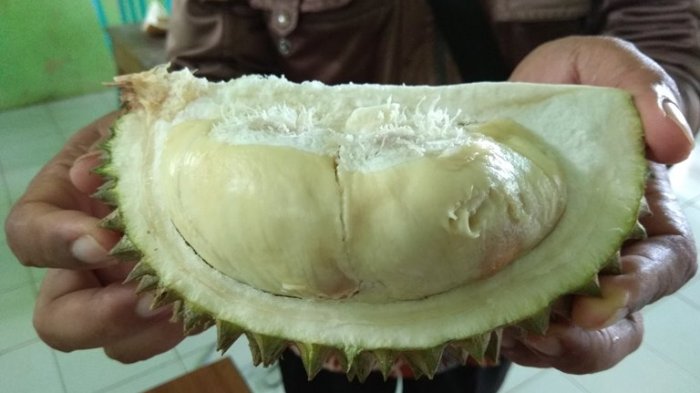 Detail Gambar Durian Lokal Nomer 14