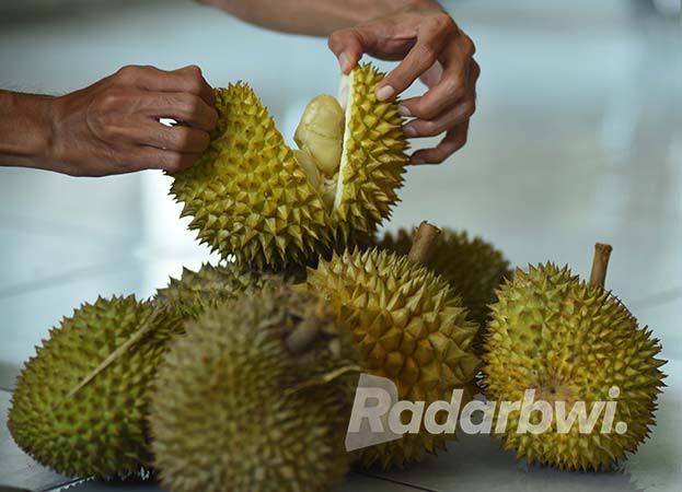 Detail Gambar Durian Lokal Nomer 17