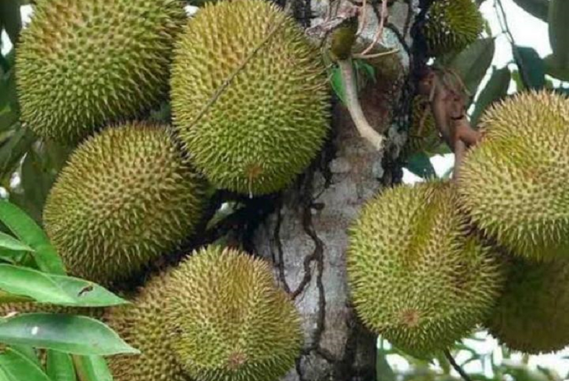 Detail Gambar Durian Lokal Nomer 18