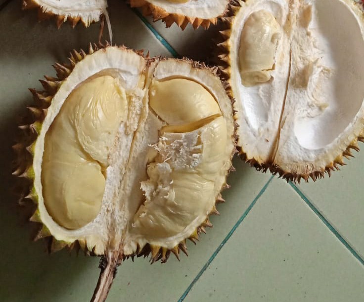 Detail Gambar Durian Lokal Nomer 25